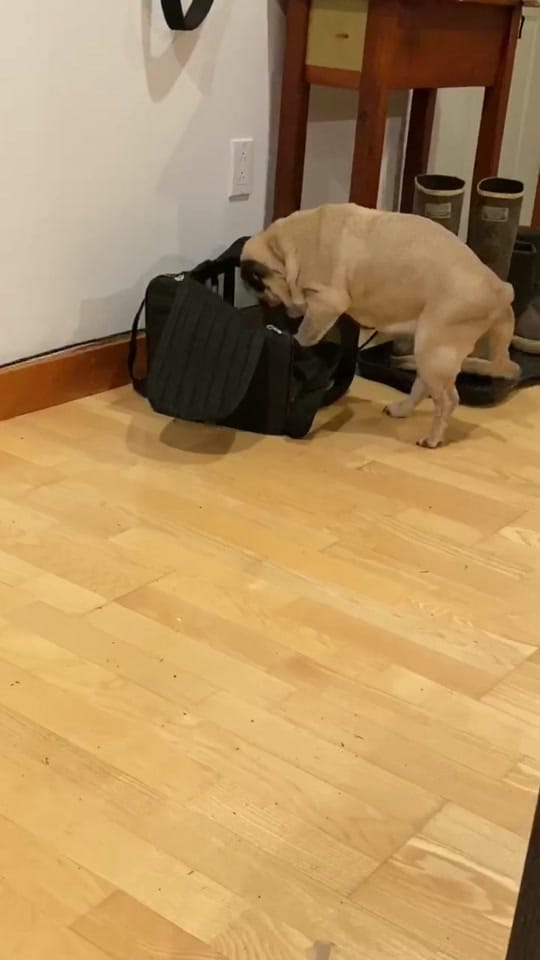 Post 8 by Dr. Oakley Yukon Vet on TikTok (video)
