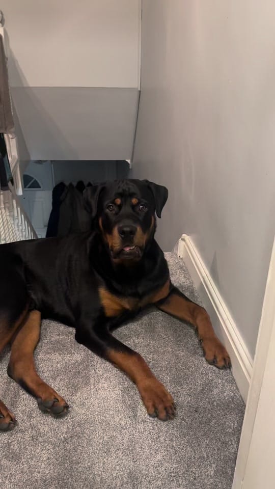 Post 9 by Kev The Rottweiler on TikTok (video)