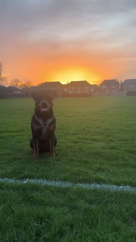 Post 2 by Kev The Rottweiler on TikTok (video)