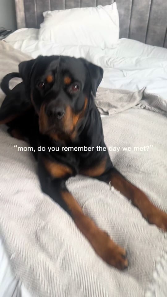 Post 5 by Kev The Rottweiler on TikTok (video)