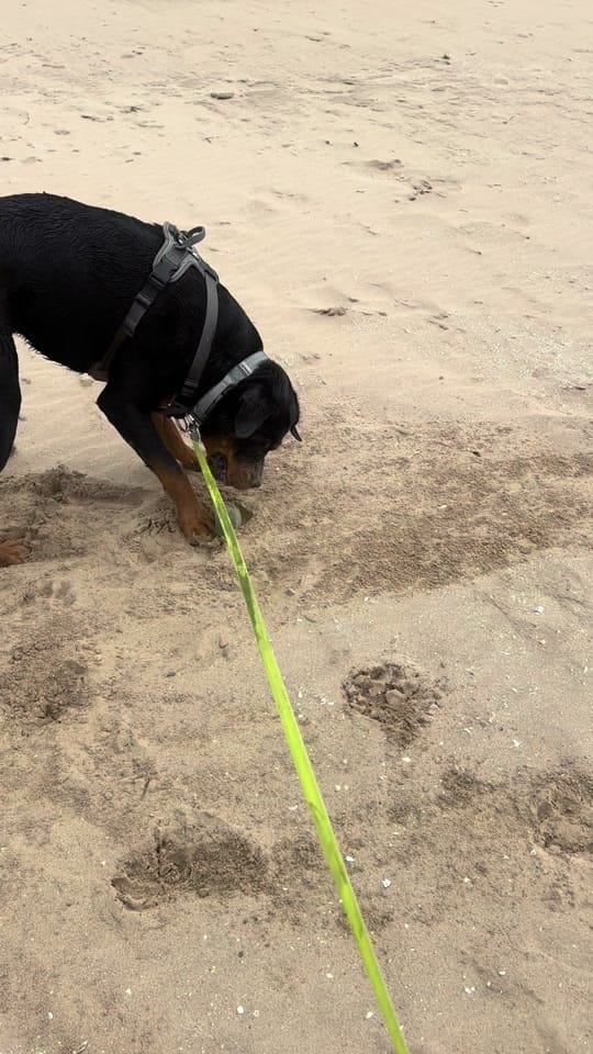 Post 3 by Kev The Rottweiler on TikTok (video)