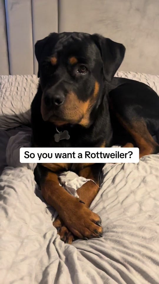 Post 10 by Kev The Rottweiler on TikTok (video)