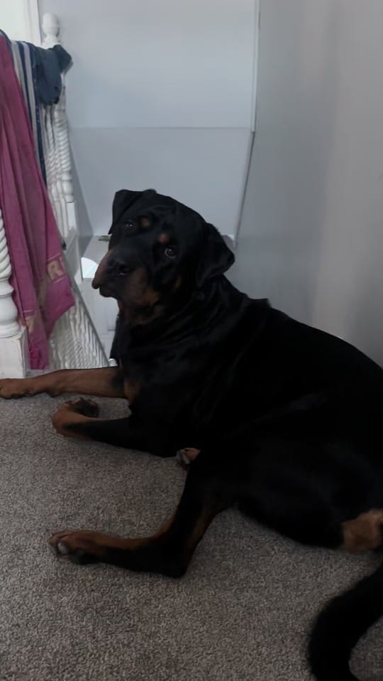 Post 6 by Kev The Rottweiler on TikTok (video)