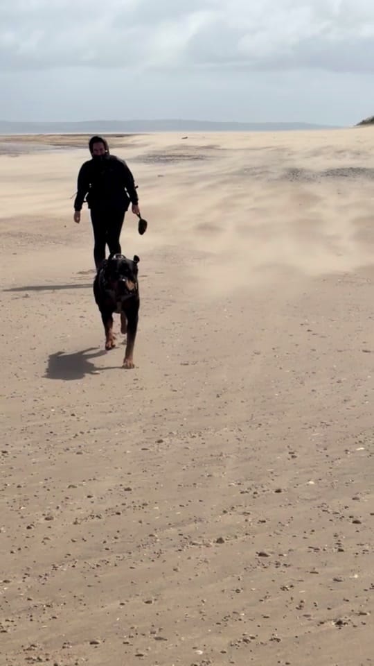 Post 1 by Kev The Rottweiler on TikTok (video)