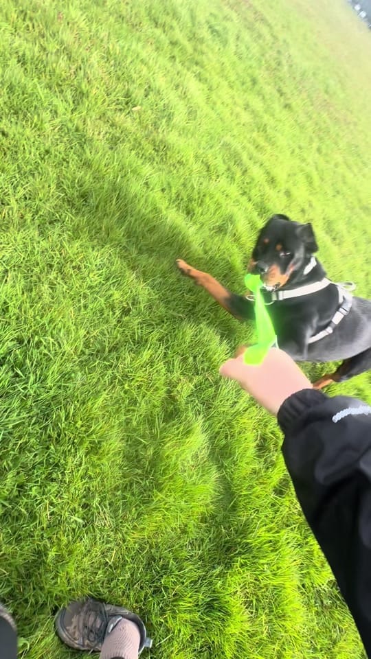 Post 4 by Kev The Rottweiler on TikTok (video)