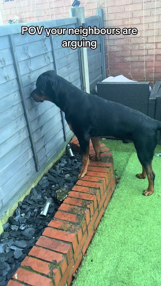 Post 8 by Kev The Rottweiler on TikTok (video)