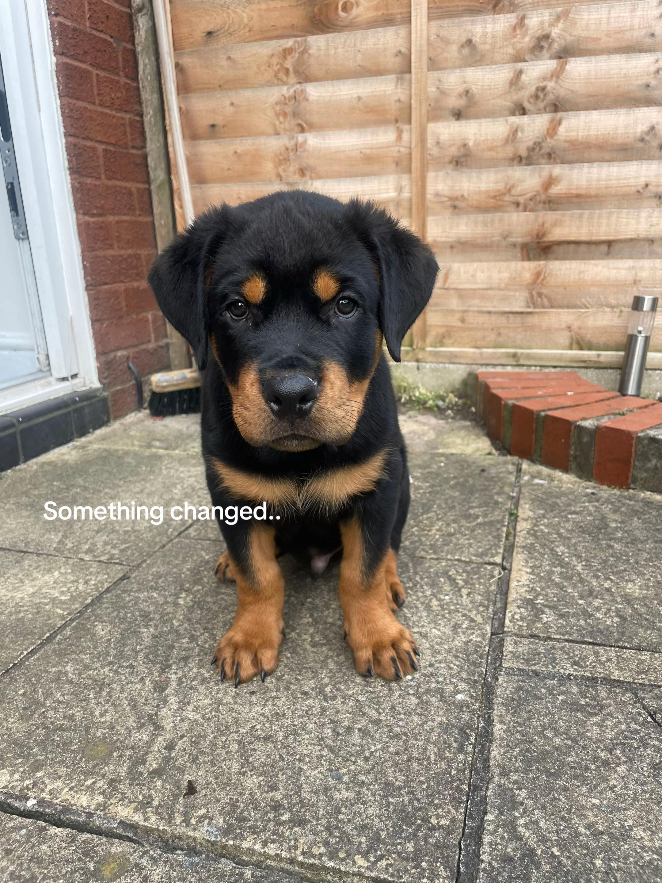 Post 7 by Kev The Rottweiler on TikTok (video)
