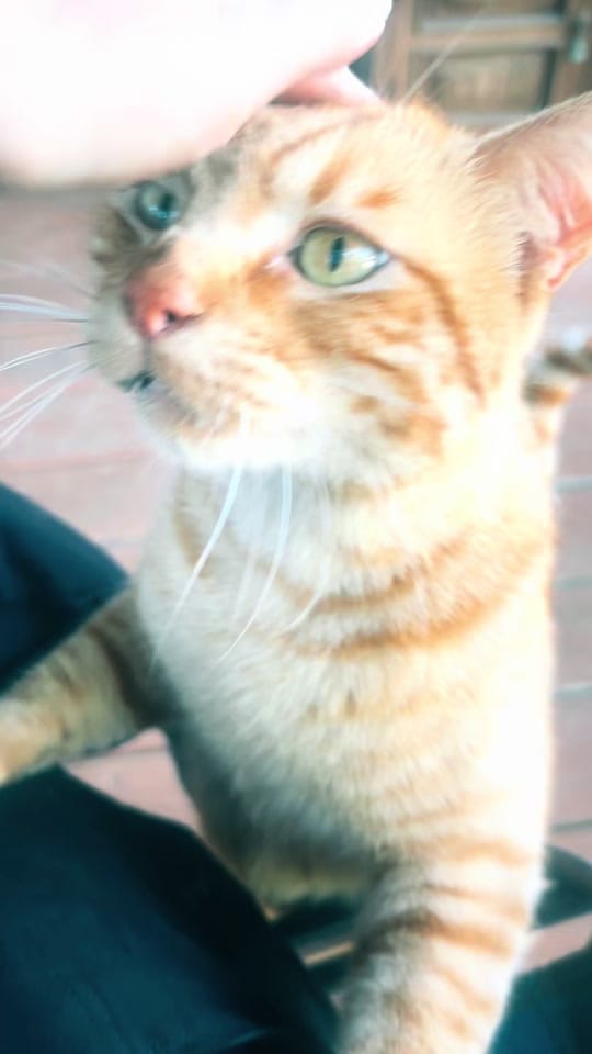 Post 7 by Cheyenne Brown ✨ on TikTok (video)