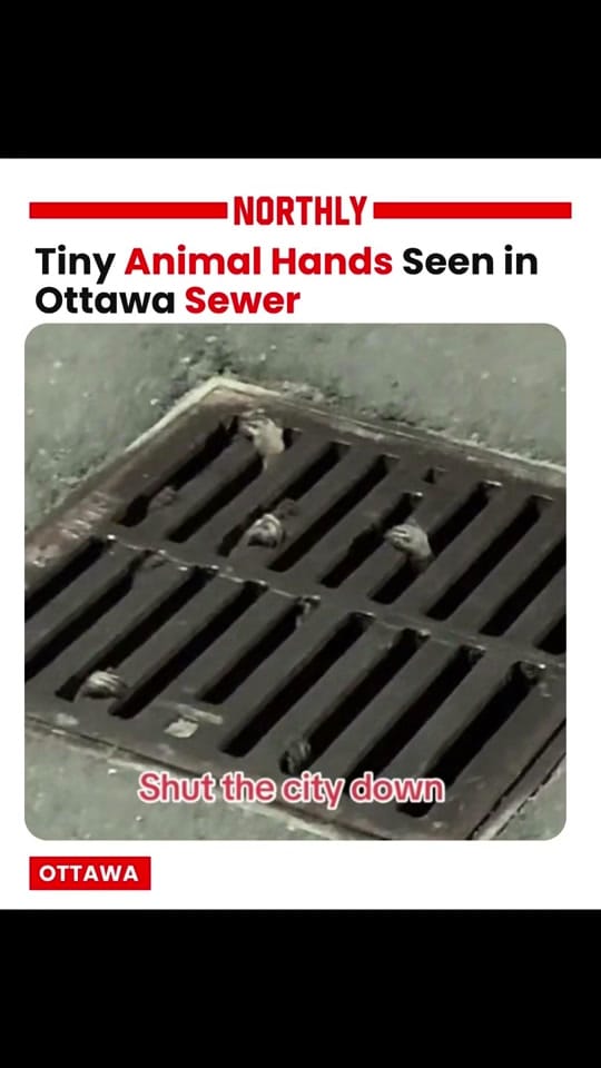 Post 6 by northlyottawa on TikTok (video)