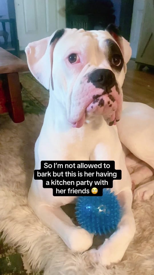 Post 3 by Packmentality on TikTok (video)