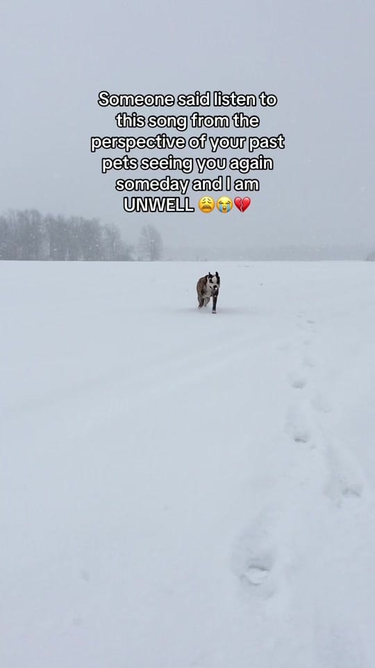 Post 6 by Packmentality on TikTok (video)