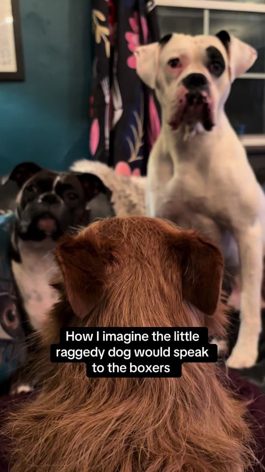 Post 8 by Packmentality on TikTok (video)