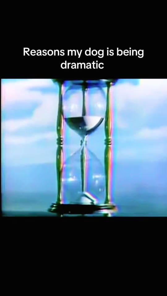 Post 7 by Packmentality on TikTok (video)