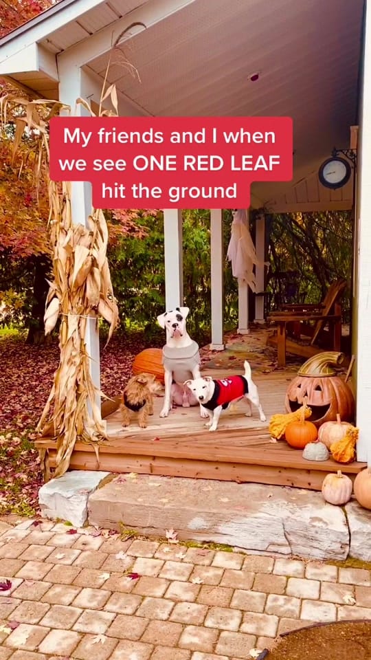 Post 10 by Packmentality on TikTok (video)