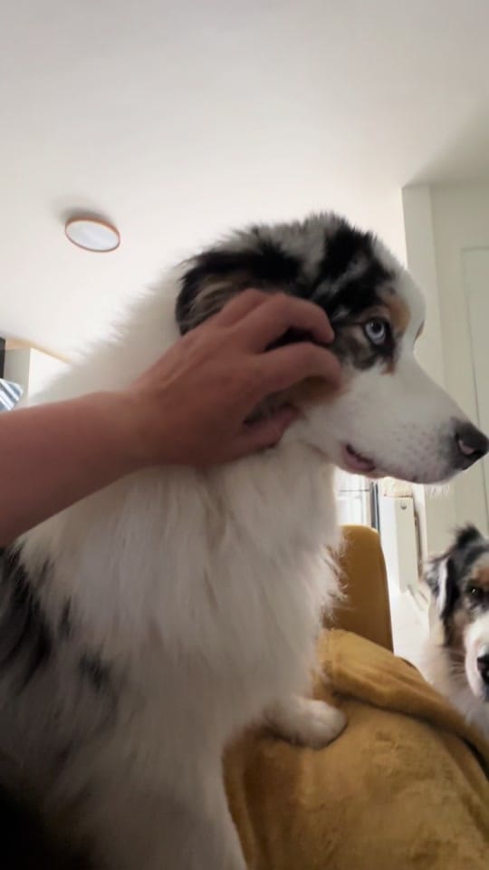 Post 8 by Wiggle butts on a Mission on TikTok (video)
