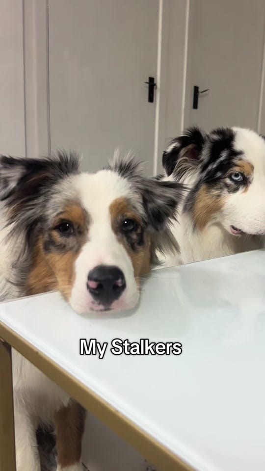 Post 9 by Wiggle butts on a Mission on TikTok (video)