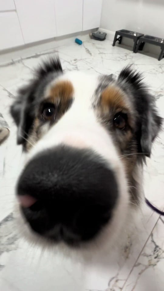 Post 10 by Wiggle butts on a Mission on TikTok (video)