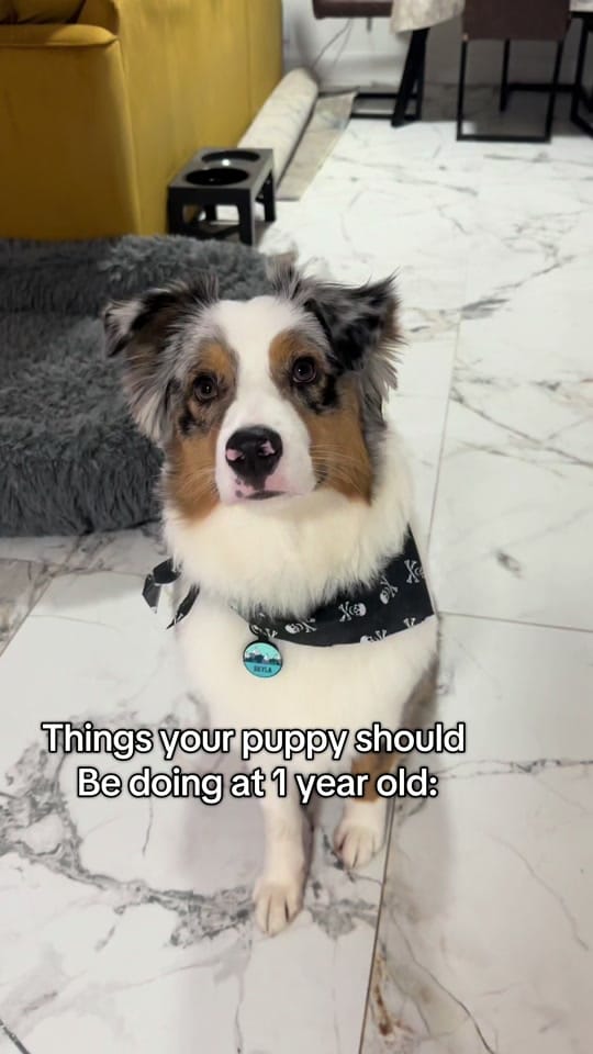Post 3 by Wiggle butts on a Mission on TikTok (video)