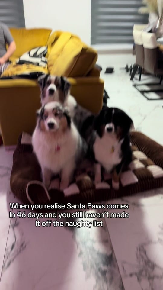 Post 1 by Wiggle butts on a Mission on TikTok (video)