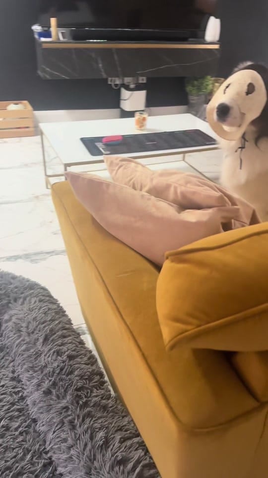 Post 5 by Wiggle butts on a Mission on TikTok (video)