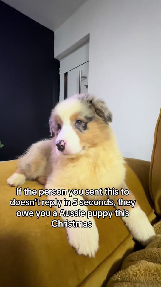 Post 2 by Wiggle butts on a Mission on TikTok (video)