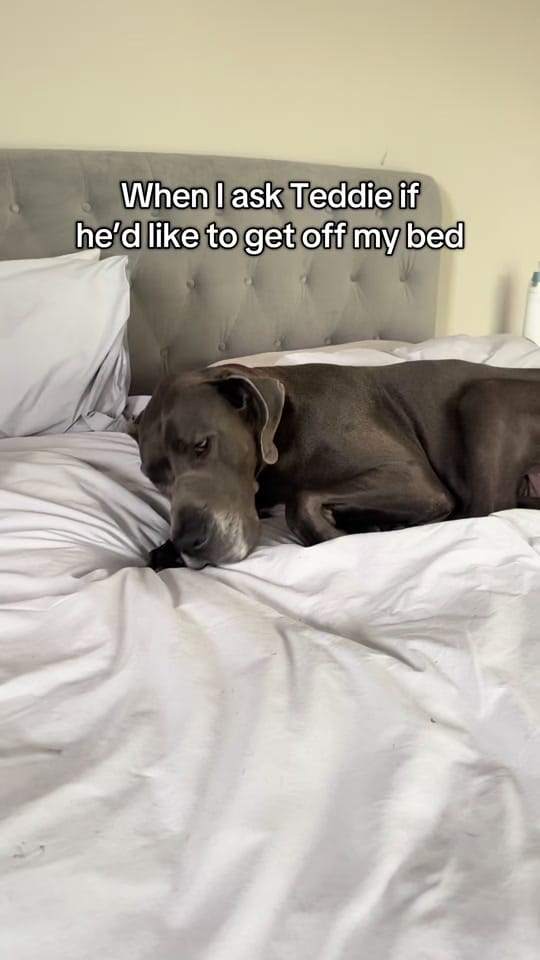 Post 4 by Teddie on TikTok (video)