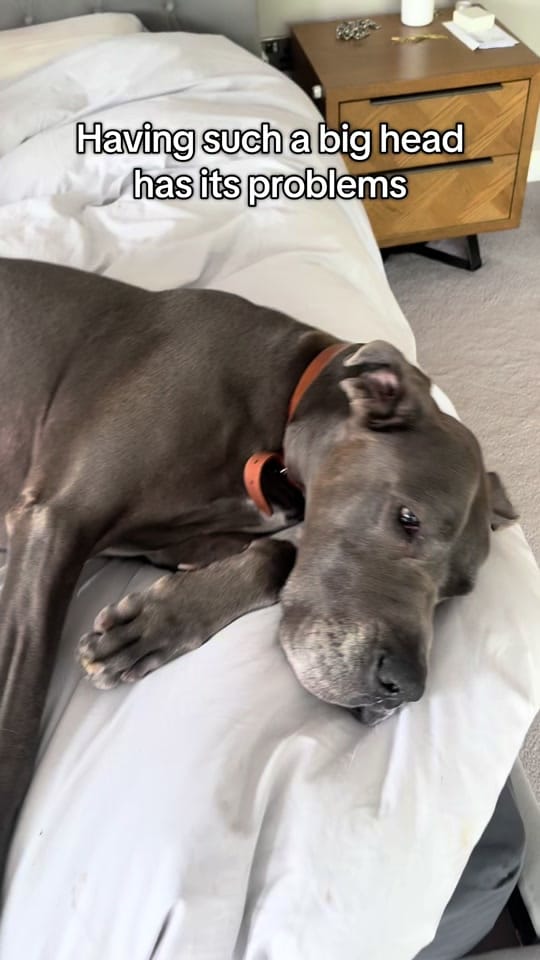 Post 5 by Teddie on TikTok (video)
