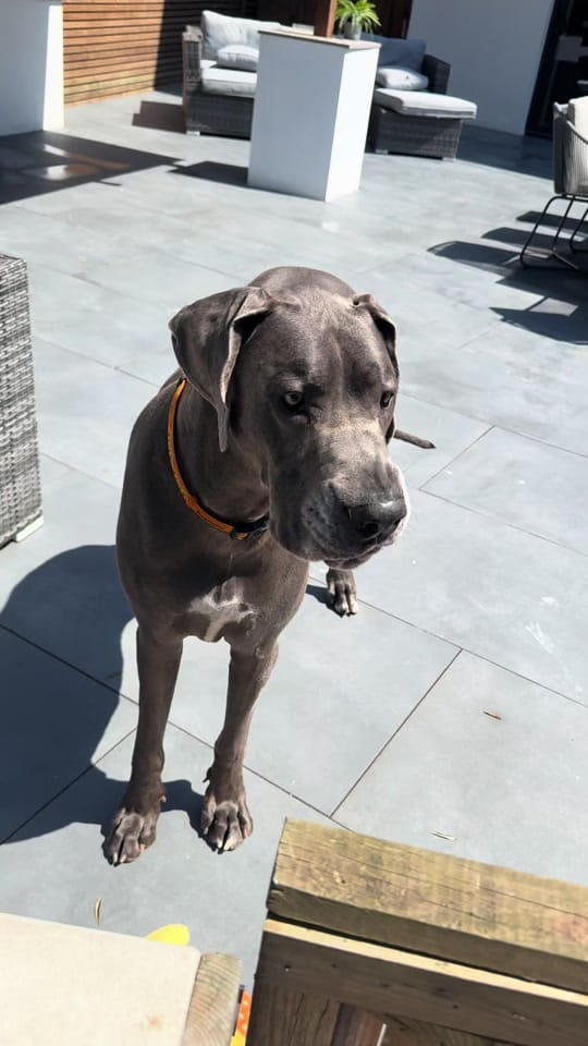 Post 3 by Teddie on TikTok (video)