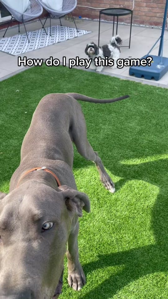 Post 8 by Teddie on TikTok (video)