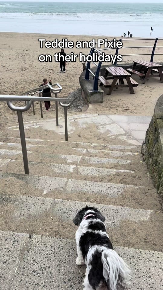 Post 2 by Teddie on TikTok (video)