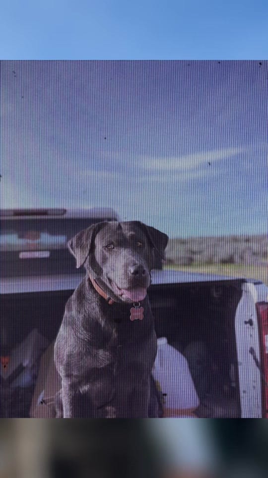 Post 2 by Randy shine🏔️🐾🦌 on TikTok (video)