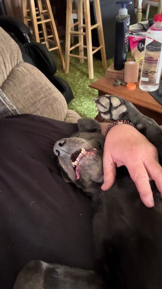 Post 10 by Randy shine🏔️🐾🦌 on TikTok (video)