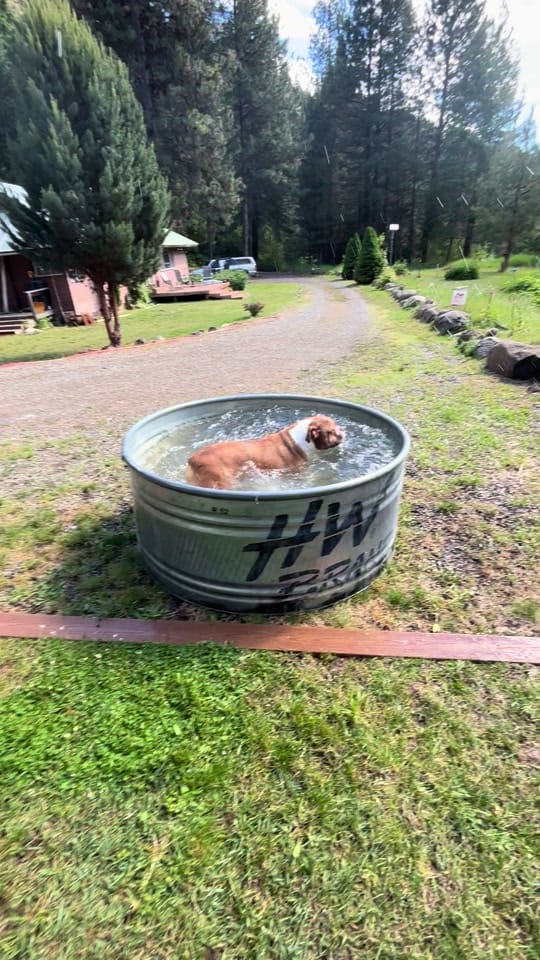 Post 4 by Randy shine🏔️🐾🦌 on TikTok (video)