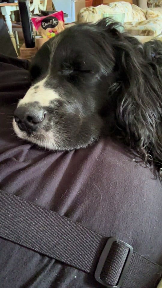 Post 9 by Randy shine🏔️🐾🦌 on TikTok (video)