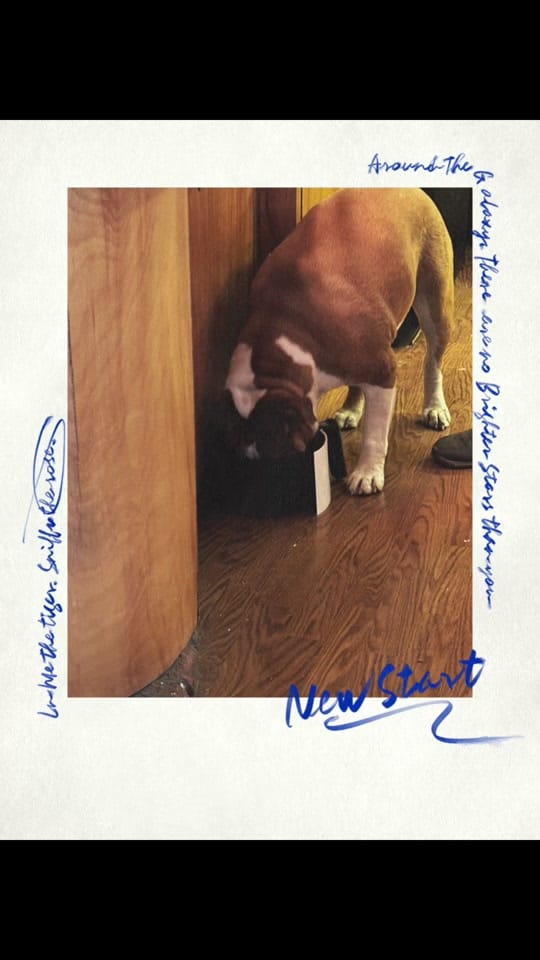 Post 6 by Randy shine🏔️🐾🦌 on TikTok (video)