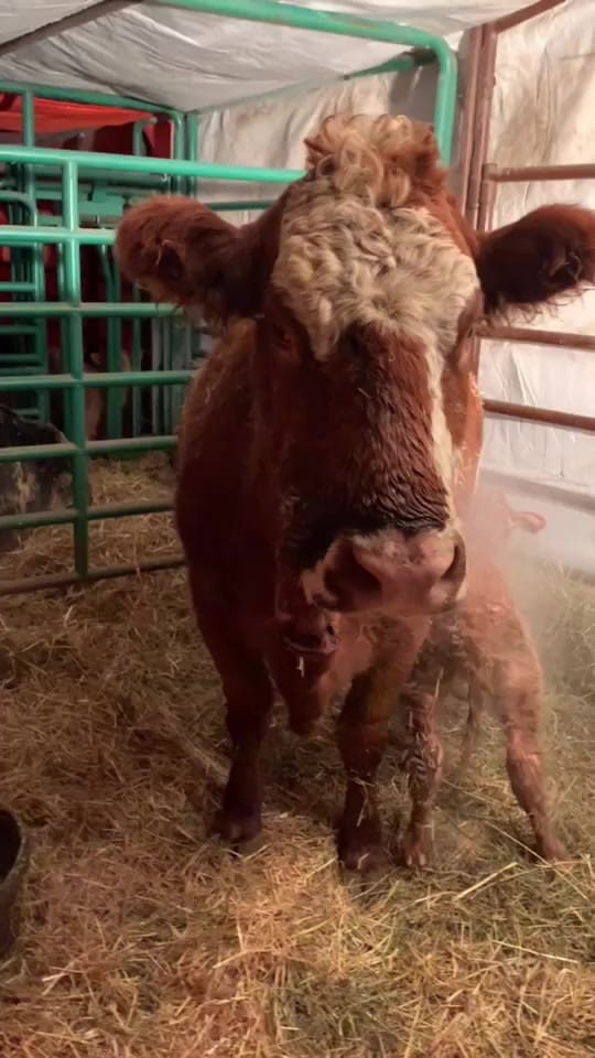 Post 10 by Abigail Davis on TikTok (video)