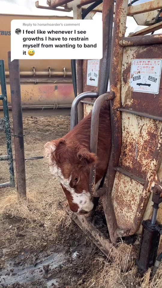 Post 9 by Abigail Davis on TikTok (video)