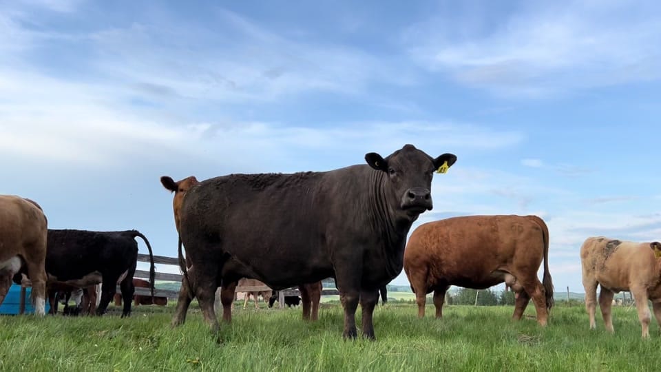 Post 6 by Abigail Davis on TikTok (video)