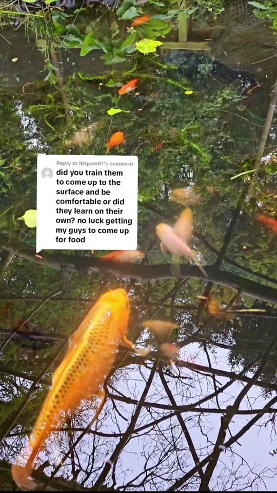 Post 1 by thejoyofaquascaping on TikTok (video)