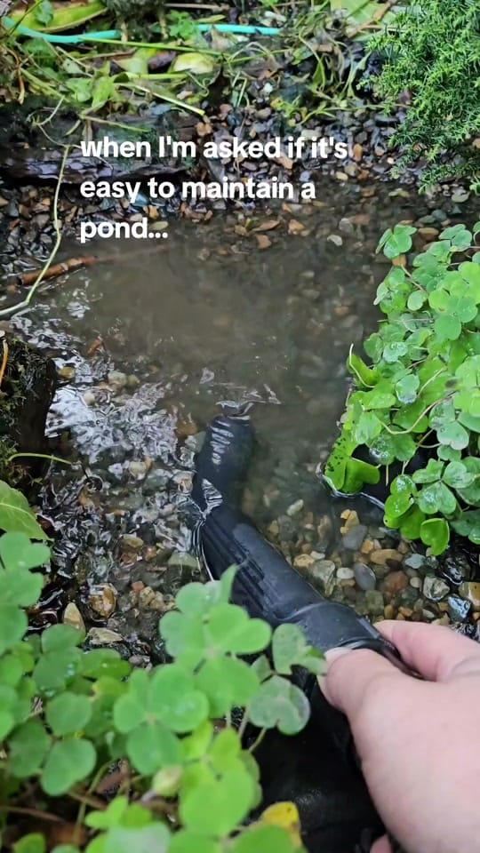 Post 7 by thejoyofaquascaping on TikTok (video)