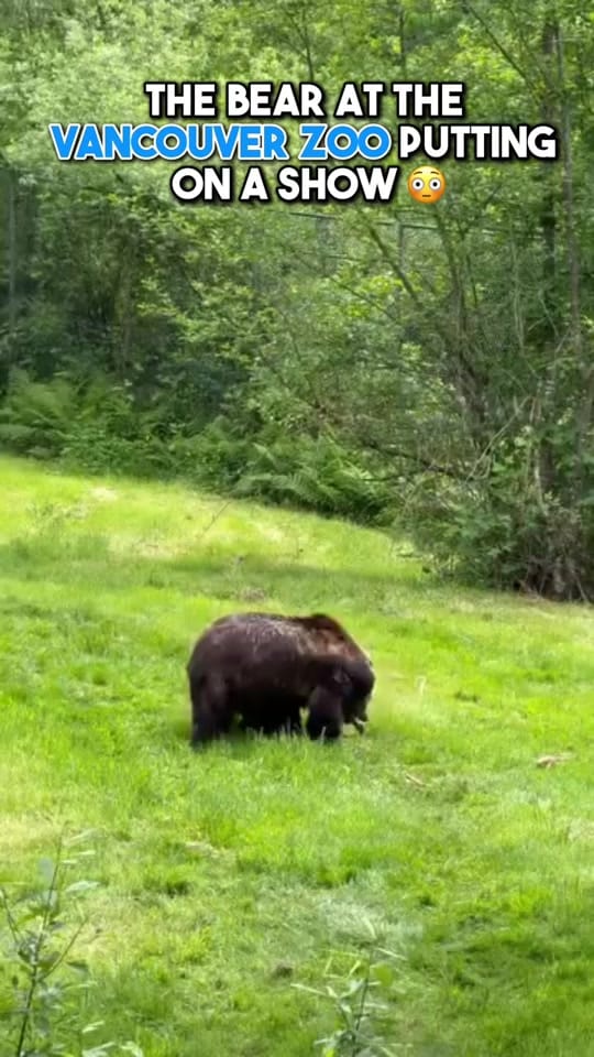 Post 7 by MetroVancouver News on TikTok (video)