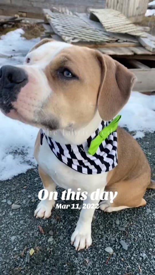 Post 7 by the_fabricated_fox on TikTok (video)