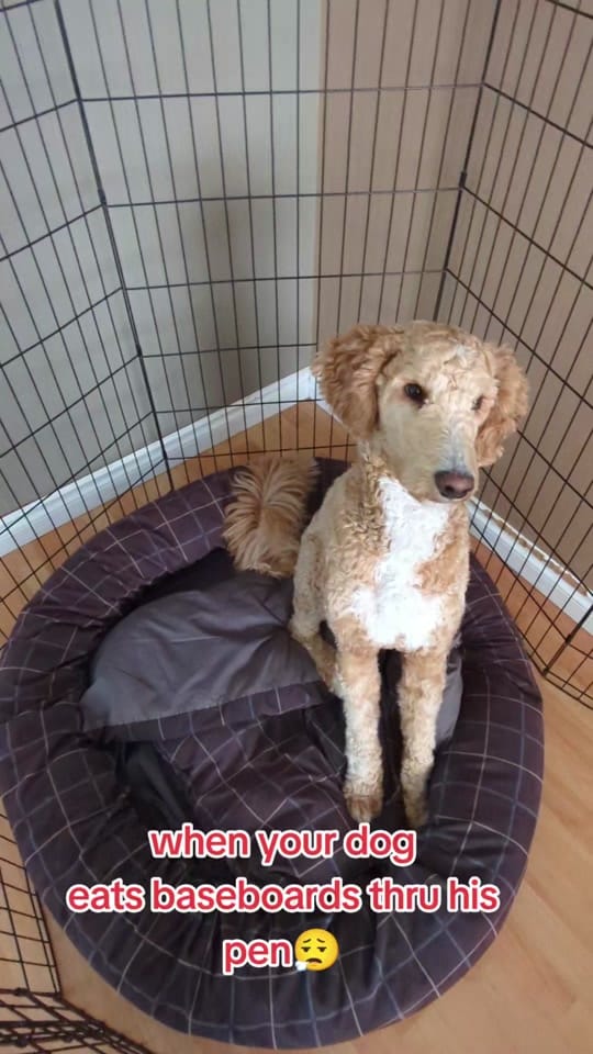 Post 3 by d4.twitch on TikTok (video)