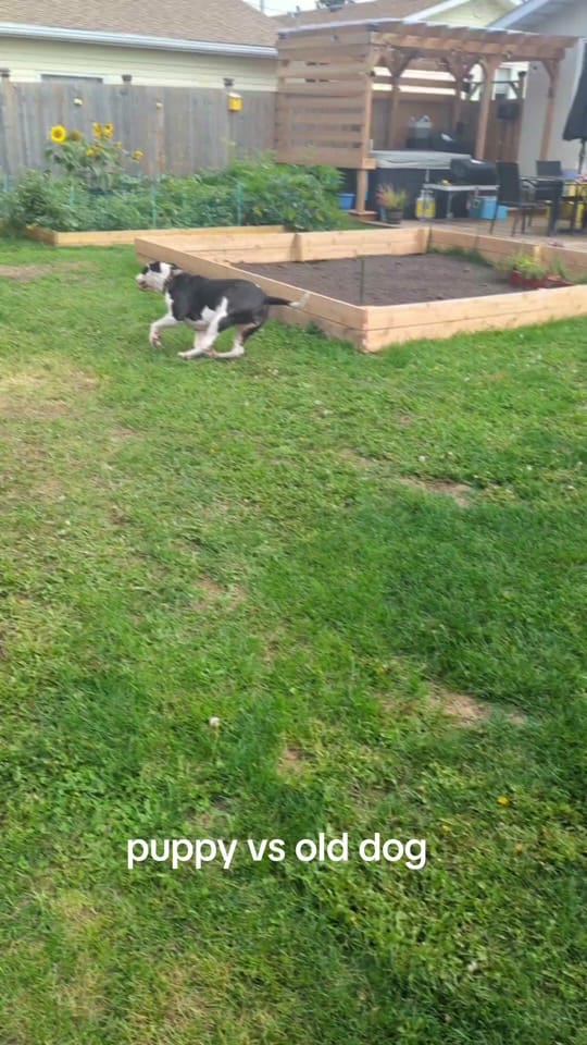 Post 7 by d4.twitch on TikTok (video)