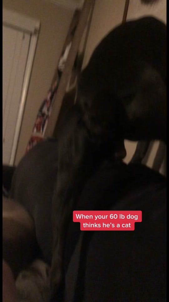 Post 6 by Tayler Blackburn on TikTok (video)