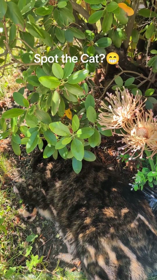 Post 1 by Blu🦞 on TikTok (video)