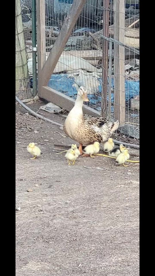 Post 4 by Butcher Boy on TikTok (video)