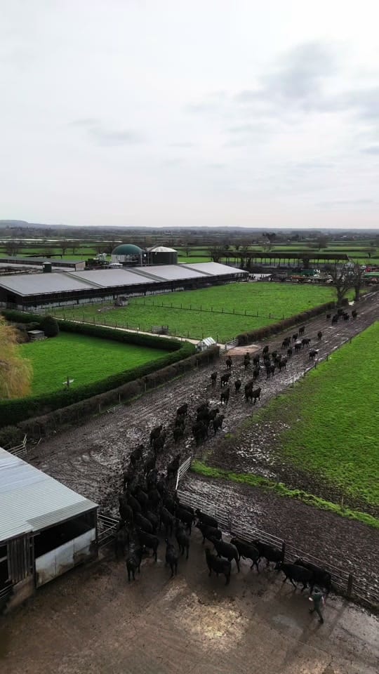 Post 7 by Rossett Park Farming on TikTok (video)