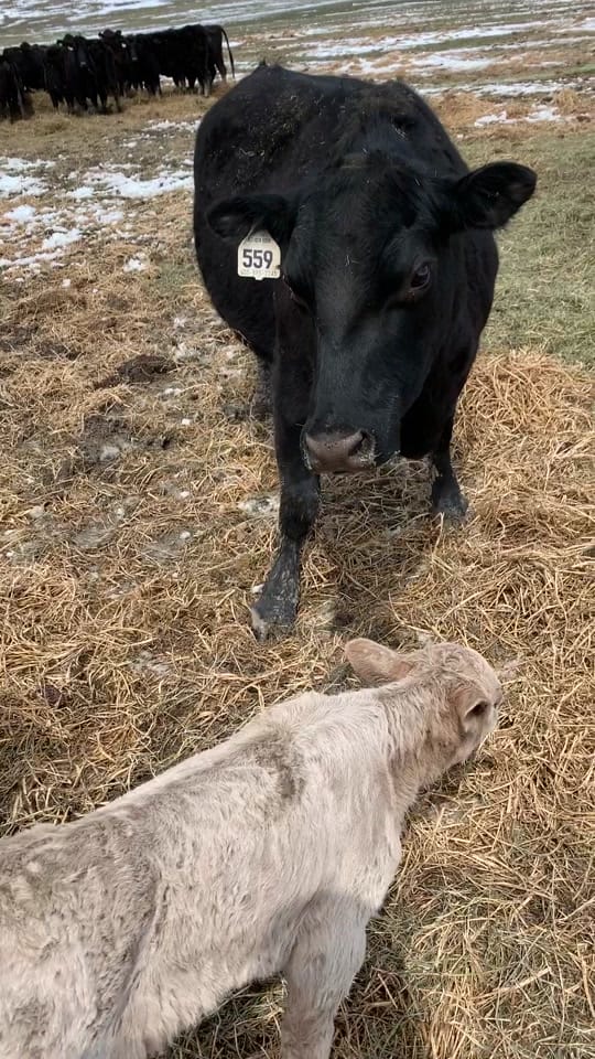 Post 5 by Cody hutchison on TikTok (video)