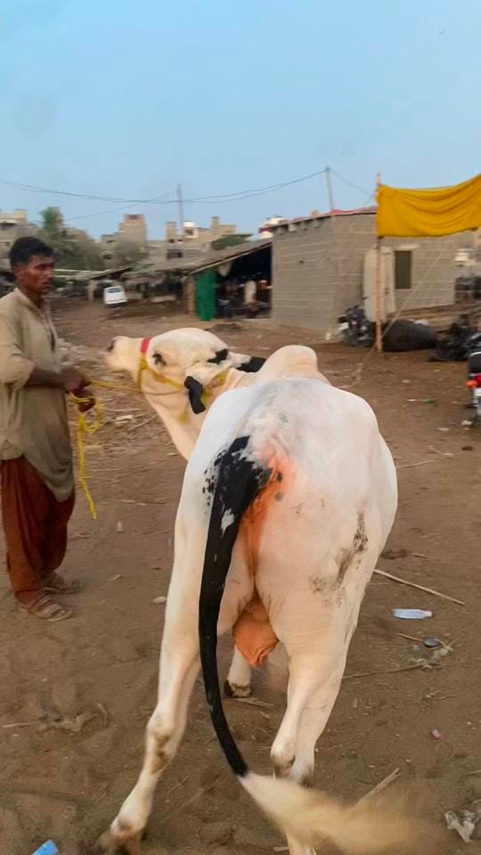 Post 3 by Usama Khan on TikTok (video)